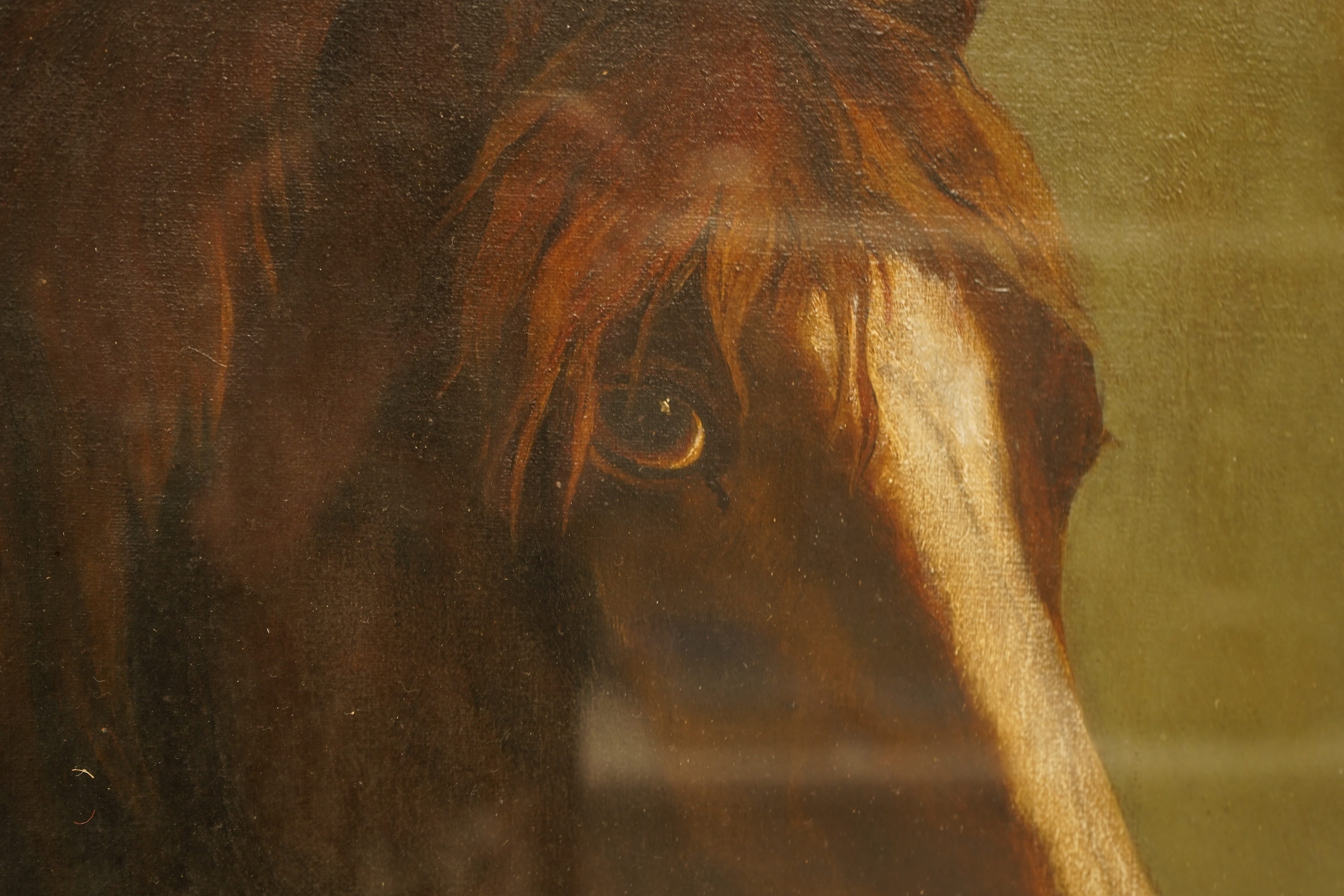 G Courtney-Pays (20th. C), Study of a horse's head, signed and dated 1924, oil on canvas, 49 x 39cm